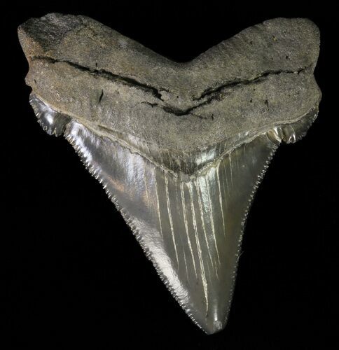 Serrated, Angustidens Tooth - Megalodon Ancestor #61797